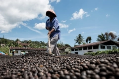 farmer drying coffee beans farmer drying coffee beans