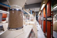 Soft red wheat being milled in a factory.