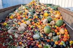 Image Discarded fresh produce, food waste.