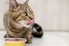 Image cat eating wet food