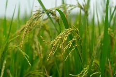 close up of rice crop in paddy